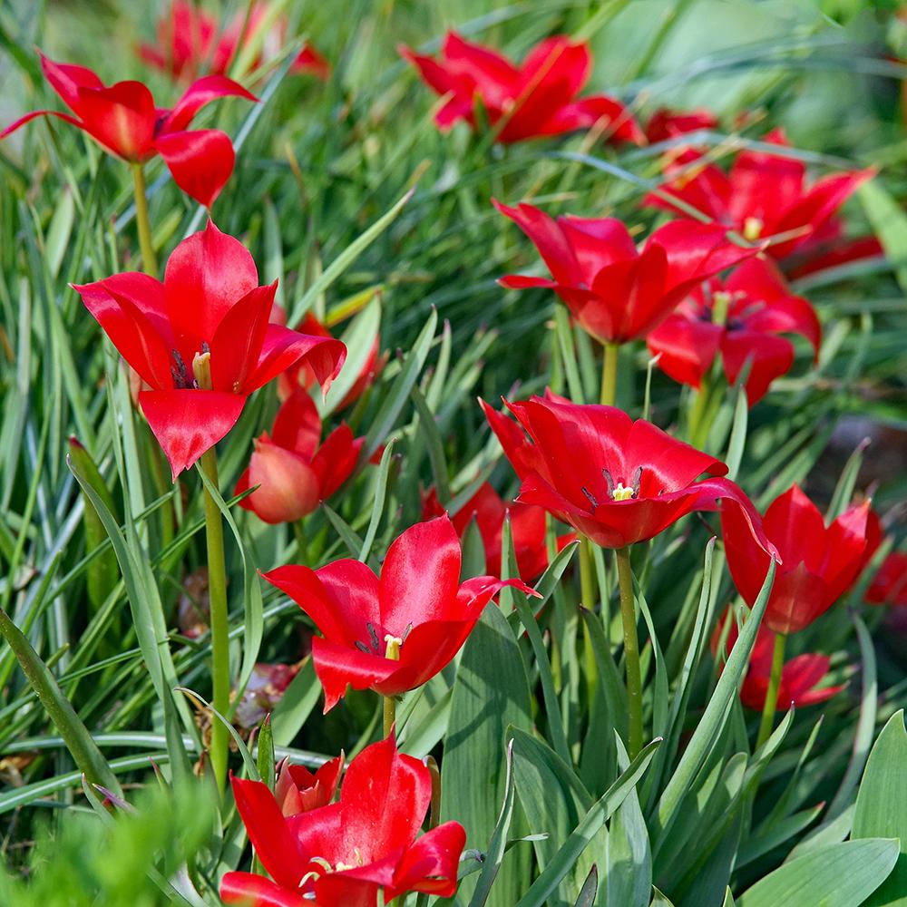 Photo of Tulip (Tulipa linifolia) uploaded by dirtdorphins