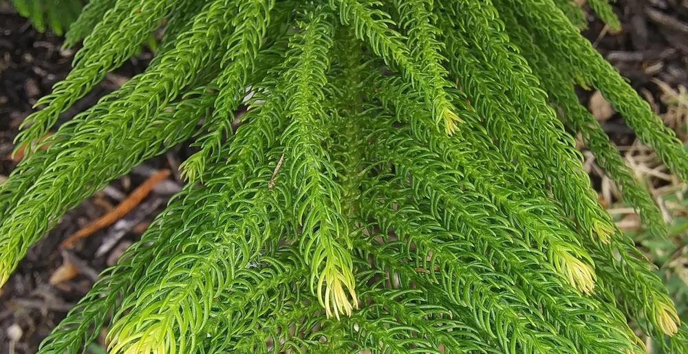 Photo of Norfolk Island Pine (Araucaria heterophylla) uploaded by purpleinopp