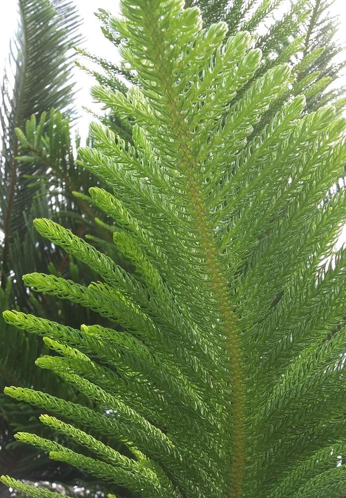 Photo of Norfolk Island Pine (Araucaria heterophylla) uploaded by purpleinopp