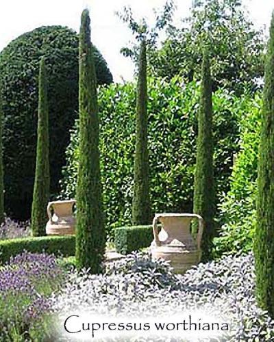 Photo of Narrow Italian Cypress (Cupressus sempervirens 'Worthiana') uploaded by Joy