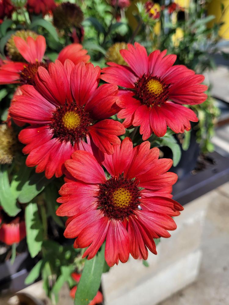 Photo of Blanket Flower (Gaillardia Mesa™ Red) uploaded by MySecretIslandGarden