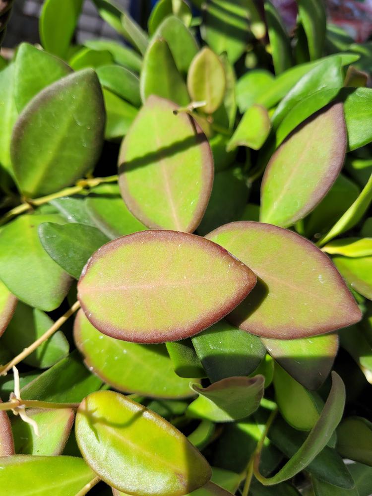 Photo of Wax Plant (Hoya 'DS-70') uploaded by MySecretIslandGarden