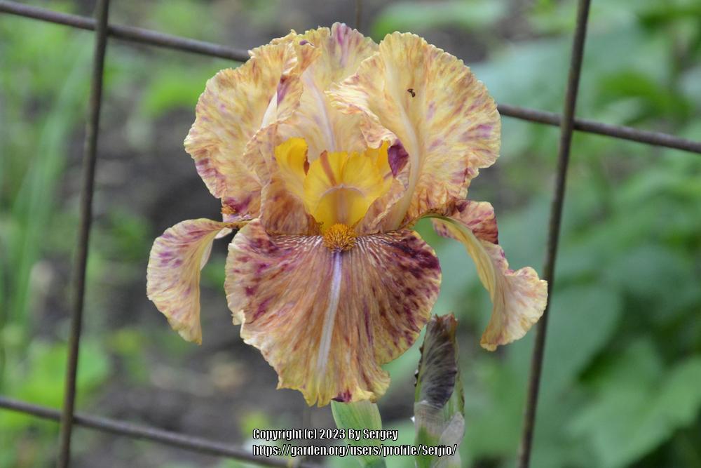 Photo of Tall Bearded Iris (Iris 'One Small Step') uploaded by Serjio