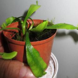Location: indoors Toronto, Ontario
Date: 2023-02-07
Venus Fly Trap (Dionaea muscipula) with flower stem forming.