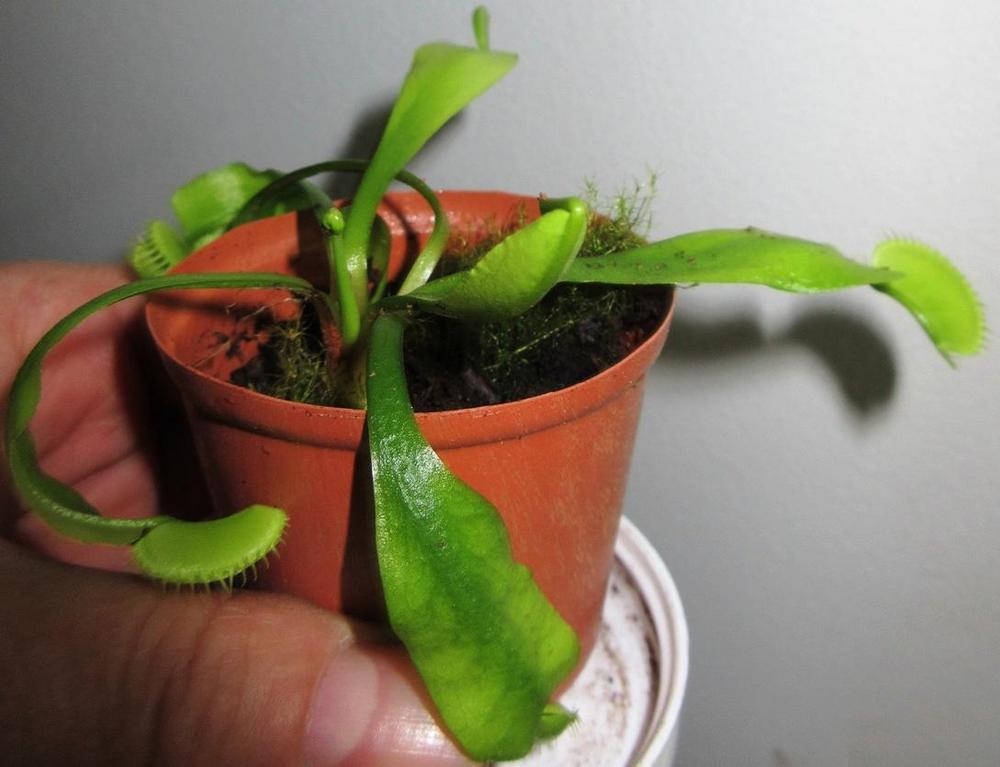 Photo of Venus Fly Trap (Dionaea muscipula) uploaded by janelp_lee