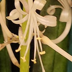 Location: Indoors - San Joaquin County, CA
Date: 2023-02-03
Close-up of blooming Dracaena