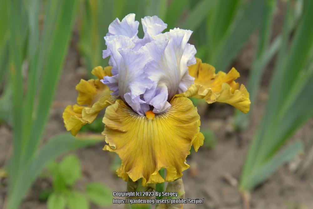 Photo of Tall Bearded Iris (Iris 'Olive Windows') uploaded by Serjio