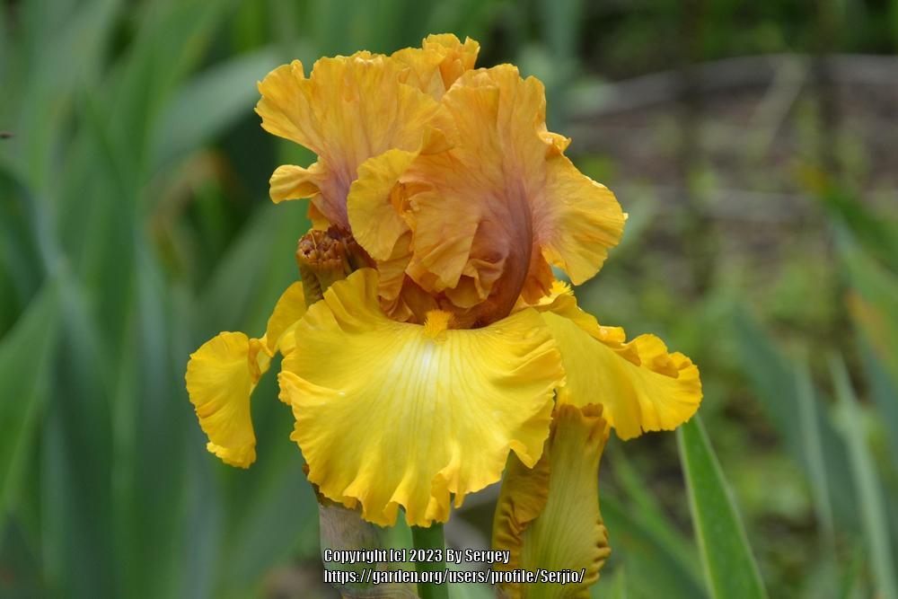 Photo of Tall Bearded Iris (Iris 'Nouveau Riche') uploaded by Serjio