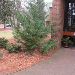 Location: Southern Pines, NC
Date: February 9, 2023
Leyland cypress #162 nn; LHB p. 119, 18-1-?; AG p. 493, 107-7-?, 