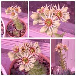 Location: Ann Arbor, Michigan
Date: 2023-02-09
Flowering Sempervivum