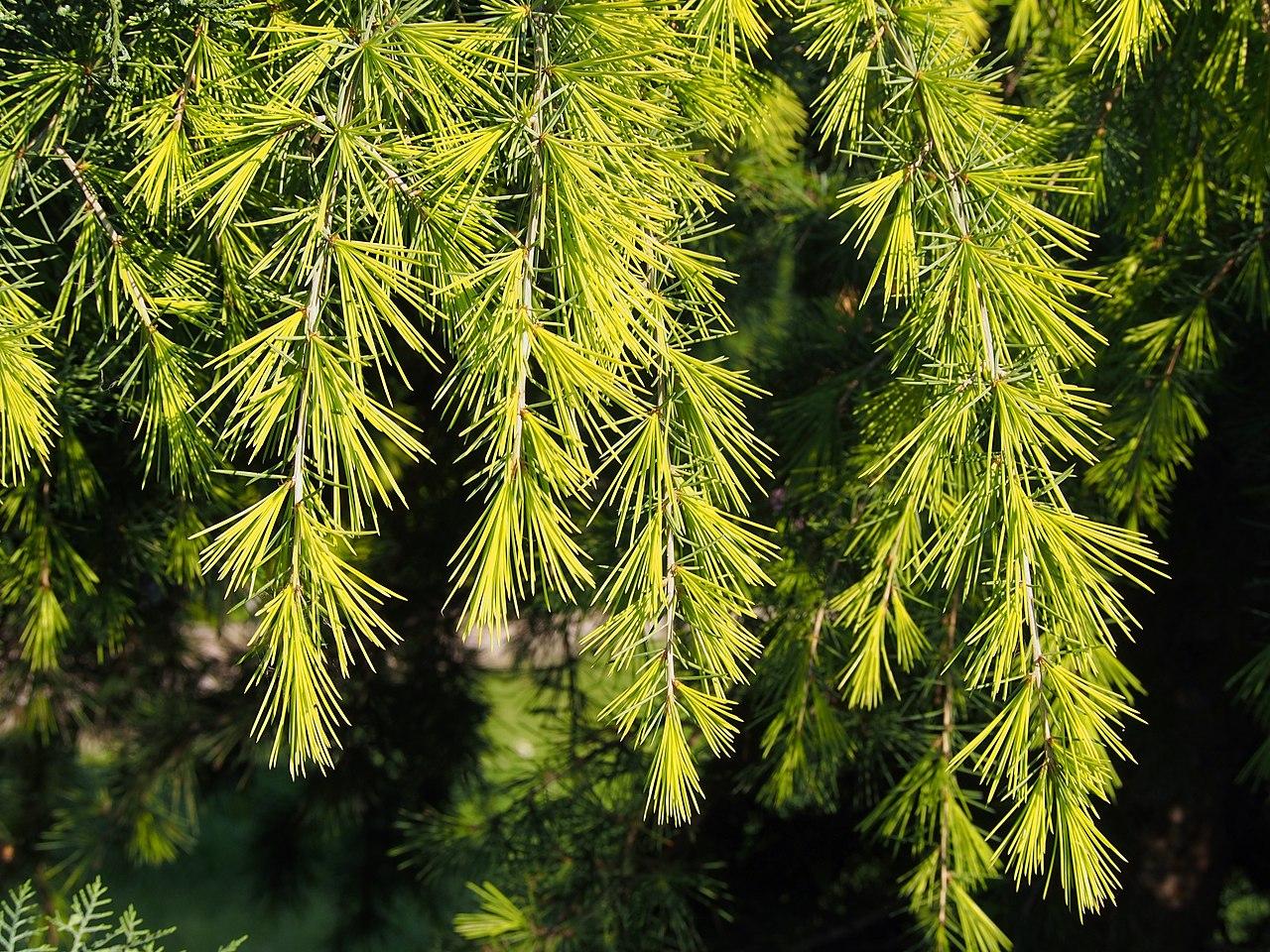 Photo of Deodar Cedar (Cedrus deodara 'Golden Horizon') uploaded by robertduval14