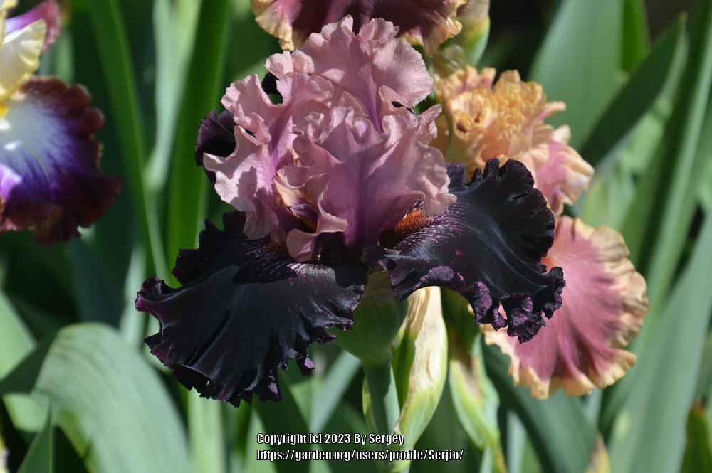 Photo of Tall Bearded Iris (Iris 'Ninja Warrior') uploaded by Serjio