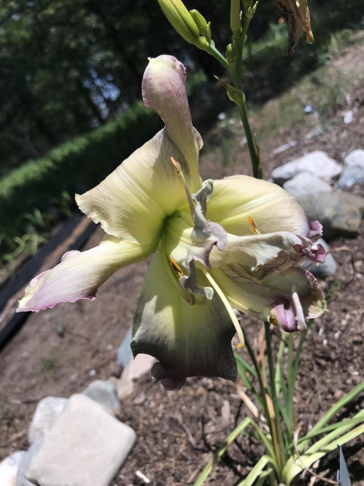 Photo of Daylily (Hemerocallis 'Stay Healthy and Have Fun') uploaded by goedric