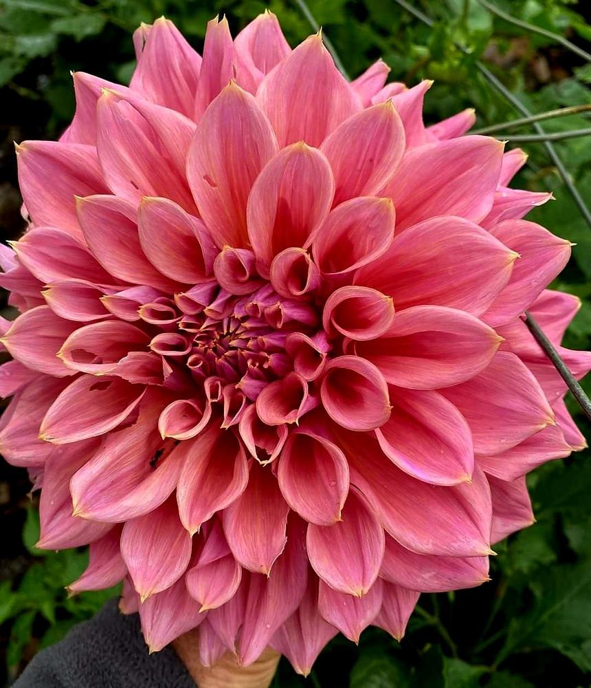 Photo of Dahlia 'Under the Sea' uploaded by gwhizz