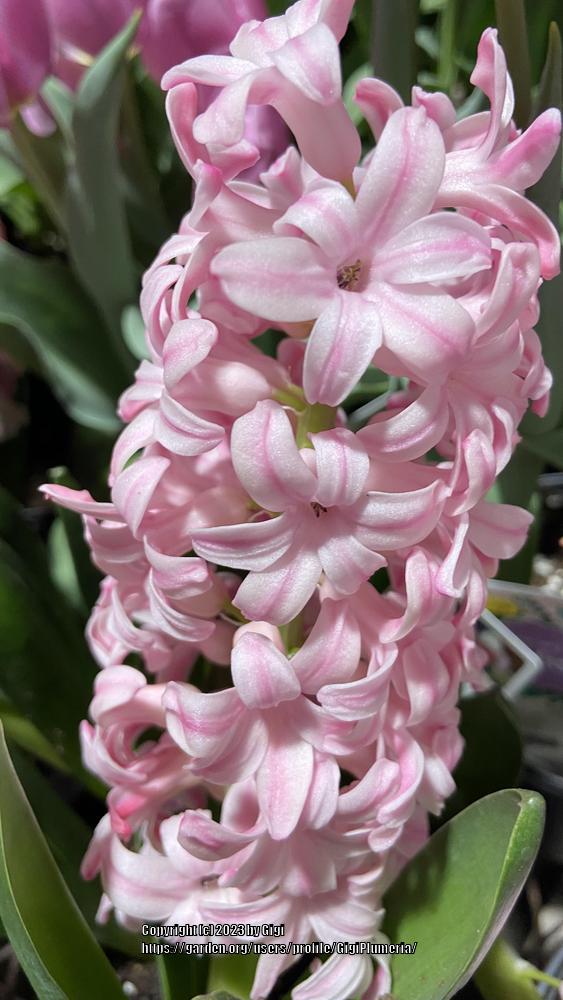 Photo of Hyacinths (Hyacinthus) uploaded by GigiPlumeria