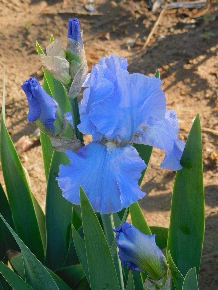 Photo of Tall Bearded Iris (Iris 'Helen Traubel') uploaded by MileHighGardner