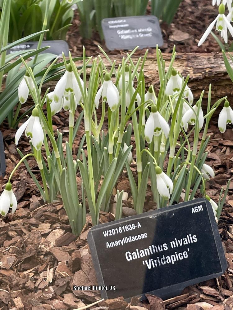 Photo of Snowdrop (Galanthus nivalis) uploaded by RachaelHunter