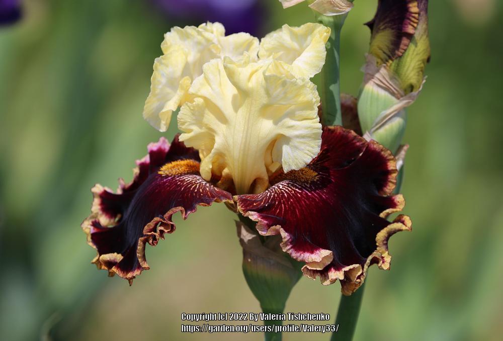 Photo of Tall Bearded Iris (Iris 'Risk Taker') uploaded by Valery33