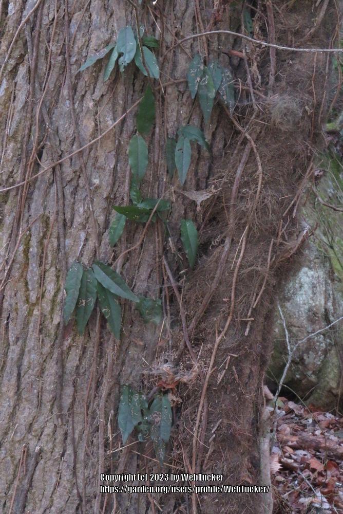 Photo of Cross Vine (Bignonia capreolata) uploaded by WebTucker