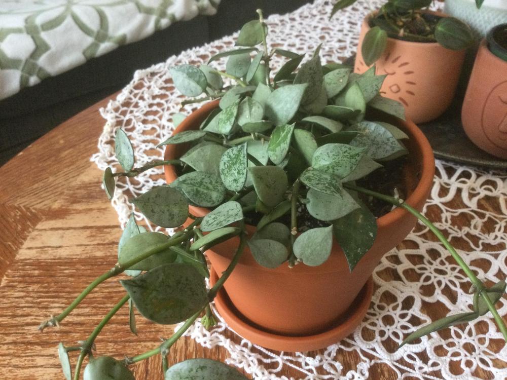 Photo of Wax Plant (Hoya krohniana 'Super Silver') uploaded by DebbieC