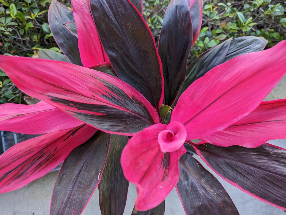 Photo of Ti Plant (Cordyline fruticosa 'Red Sister') uploaded by Petabread