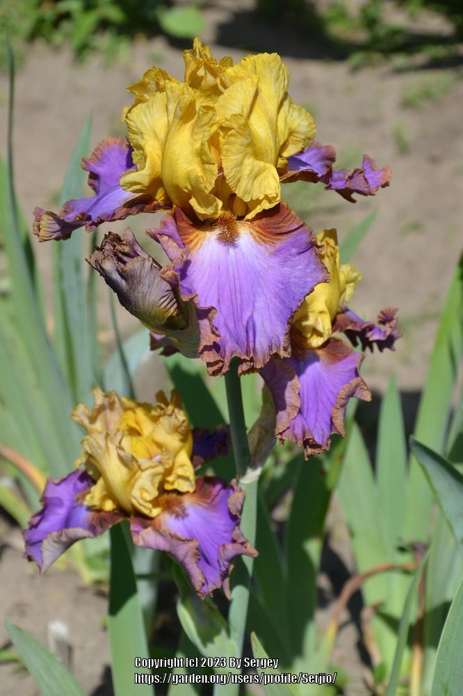 Photo of Tall Bearded Iris (Iris 'Men Are From Mars') uploaded by Serjio