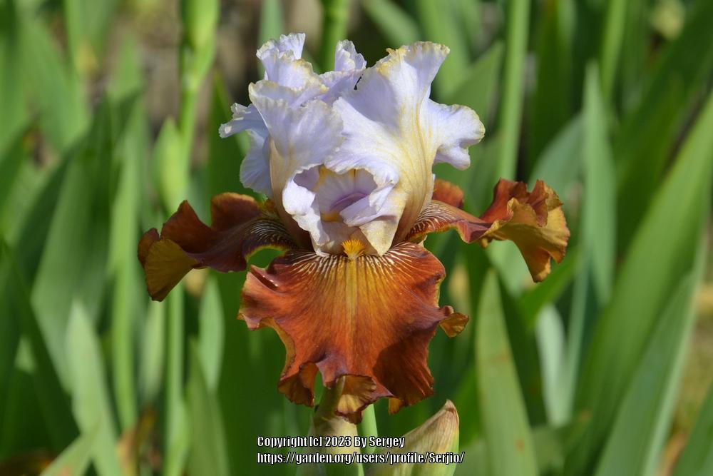 Photo of Tall Bearded Iris (Iris 'Milk in My Coffee') uploaded by Serjio