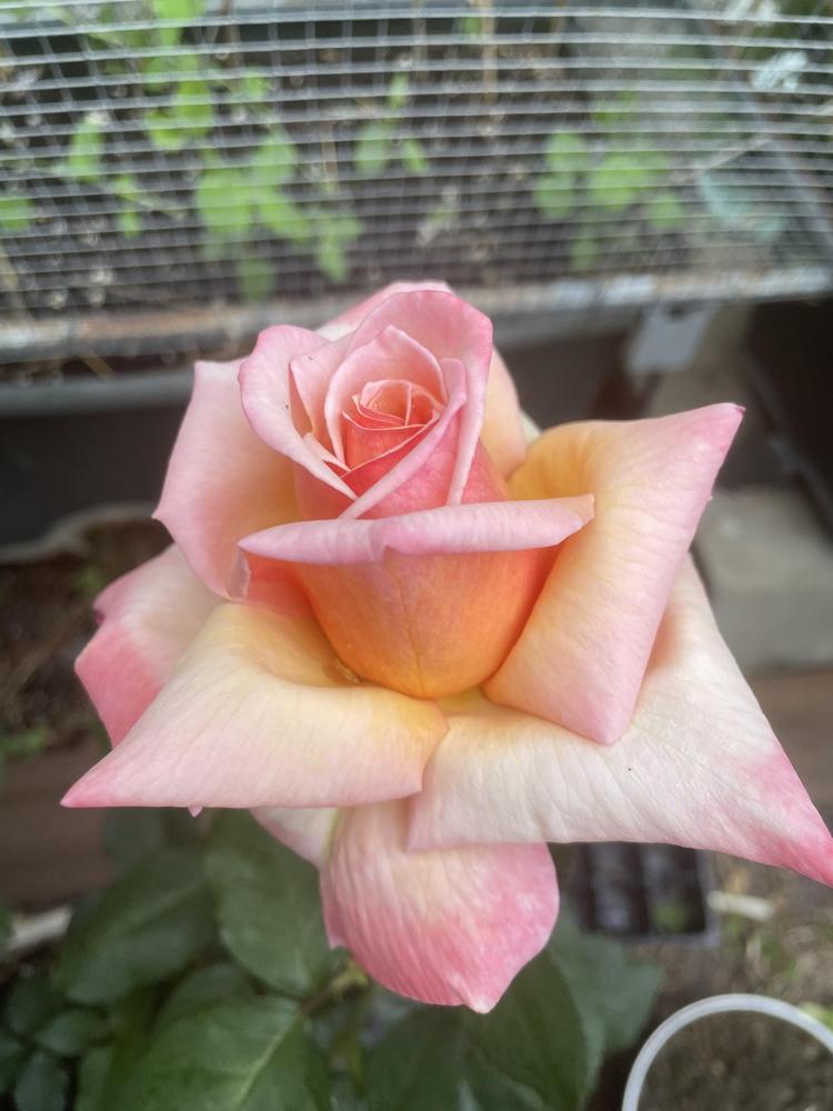 Photo of Rose (Rosa 'Tahitian Sunset') uploaded by dyzzypyxxy