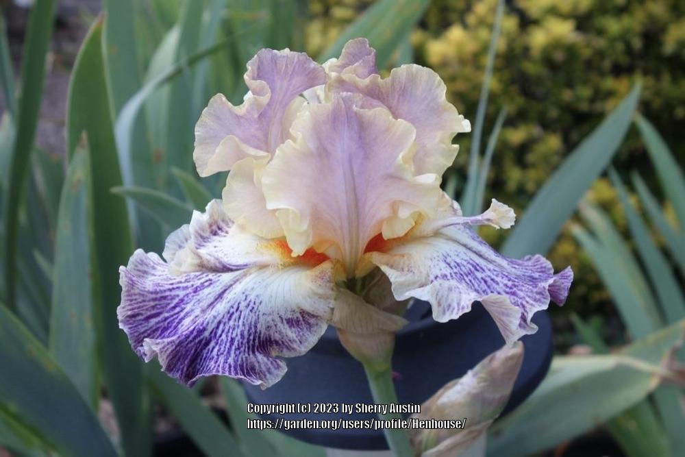 Photo of Tall Bearded Iris (Iris 'Luminager') uploaded by Henhouse