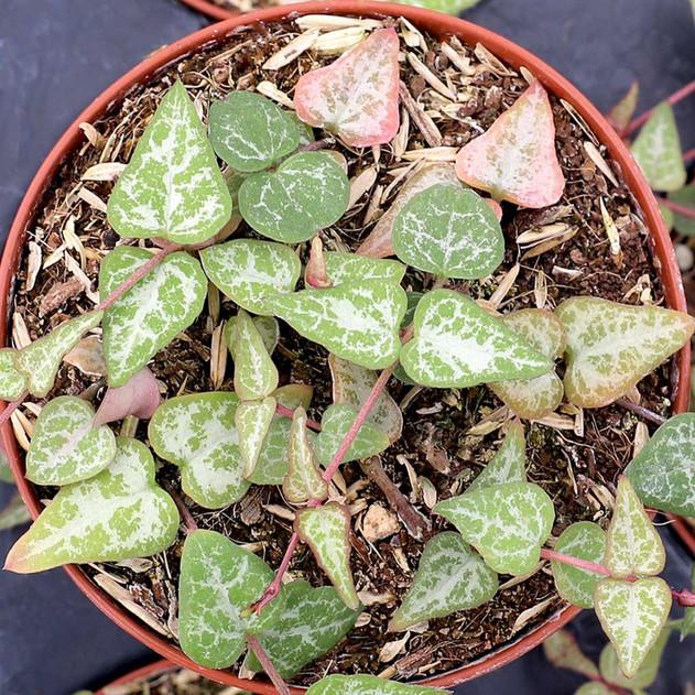Photo of String of Hearts (Ceropegia woodii) uploaded by Joy
