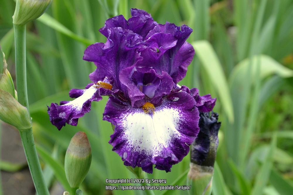 Photo of Tall Bearded Iris (Iris 'Marry the Night') uploaded by Serjio