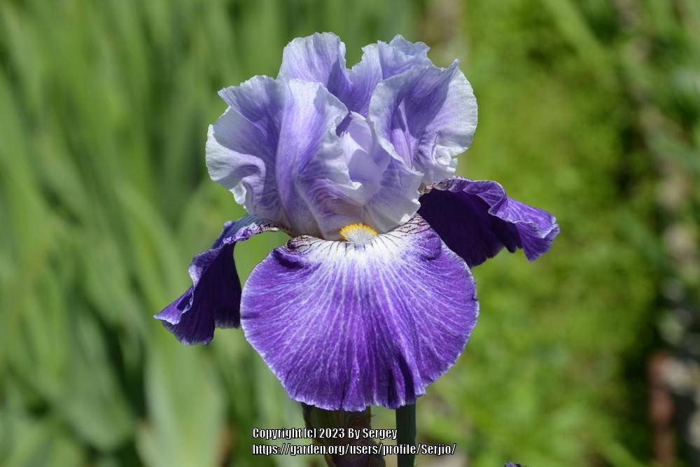 Photo of Tall Bearded Iris (Iris 'Making Time') uploaded by Serjio