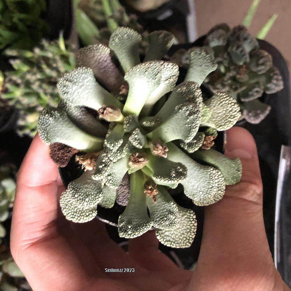 Photo of Concrete Leaf Living Stone (Titanopsis calcarea) uploaded by sedumzz