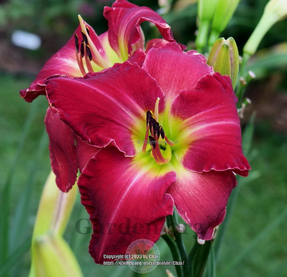 Photo of Daylily (Hemerocallis 'Cowboys and Dreamers') uploaded by Char