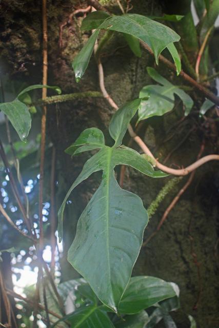 Photo of Philodendron (Philodendron squamiferum) uploaded by RuuddeBlock