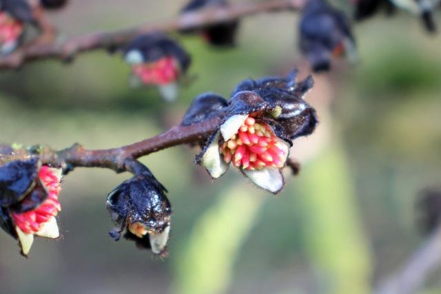 Photo of Persian Ironwood (Parrotia persica) uploaded by RuuddeBlock