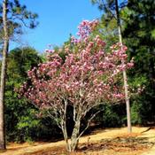 Saucer magnolia #23 nn, LHB Page 416, 74-1-6. Named for Pierre Ma