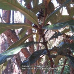 Location: Sandhills Horticultural Gardens Southern Pines, NC (Japanese garden)
Date: February 14, 2023
Loquat #165 nn; LHB p. 511, 95-21-1, "Greek for 'wooly cluster' f