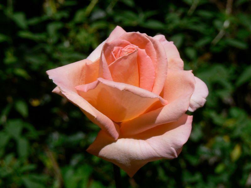 Photo of Rose (Rosa 'Summer Dream 1986') uploaded by janwax
