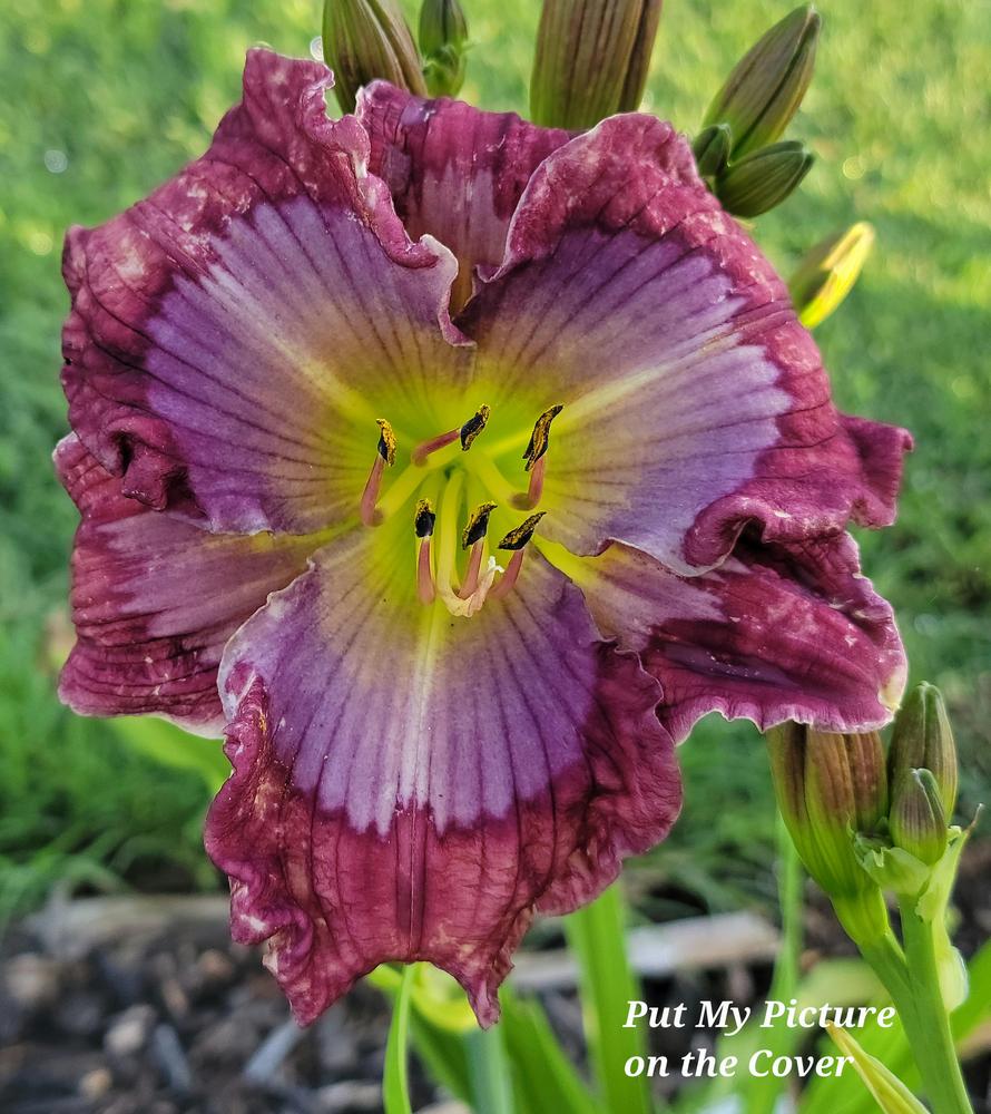 Photo of Daylily (Hemerocallis 'Put My Picture on the Cover') uploaded by Okietetlover
