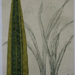 Location: Nationale Plantentuin Meise (Botanical Garden near Brussels)
Date: 2023-01-17
Drawing of the very first yellow edged Sansevieria trifasciata, n