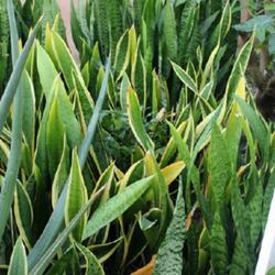 Location: Nationale Plantentuin Meise (Botanical Garden near Brussels)
Date: 2023-01-17
Motherplant of all commercially grown yellow edged Sansevieria. I