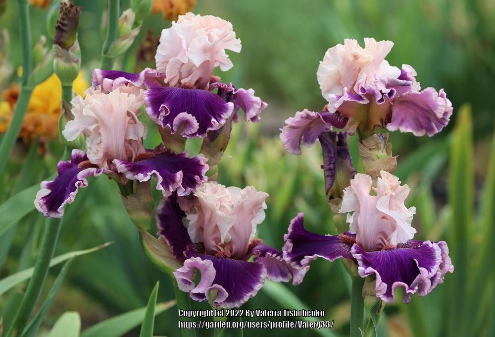 Photo of Tall Bearded Iris (Iris 'Beauty Contest') uploaded by Valery33