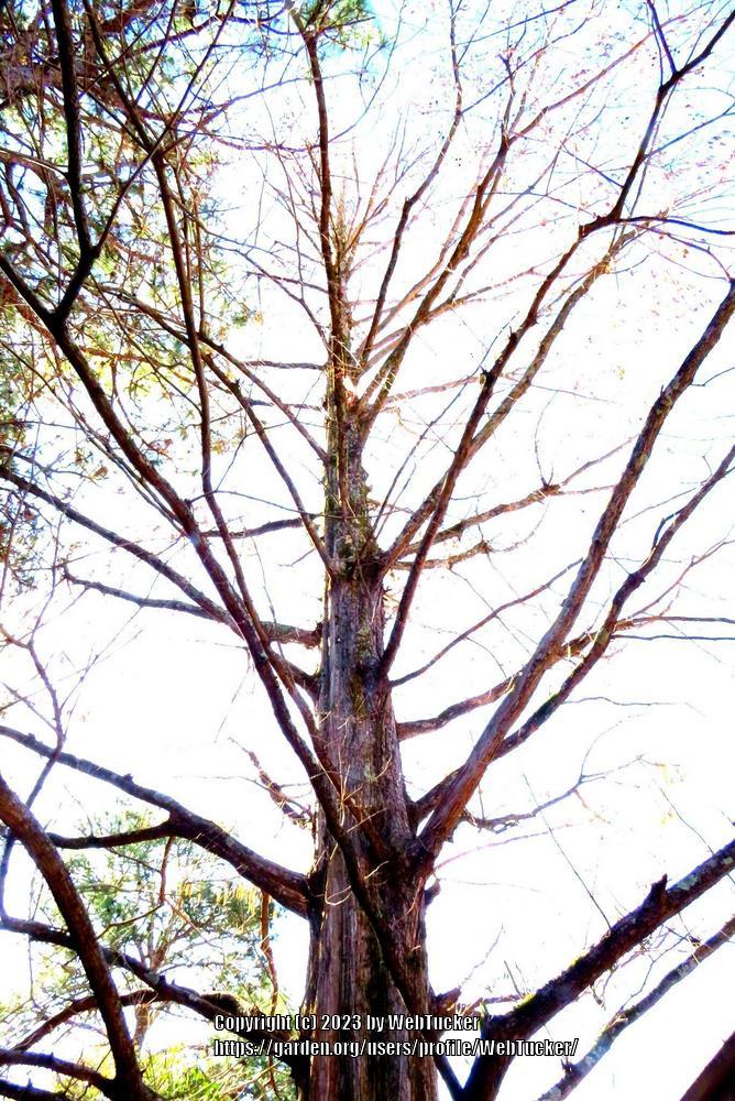 Photo of Dawn Redwood (Metasequoia glyptostroboides) uploaded by WebTucker