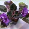 African Violet (Streptocarpus 'First Year') blooming ... but 'not