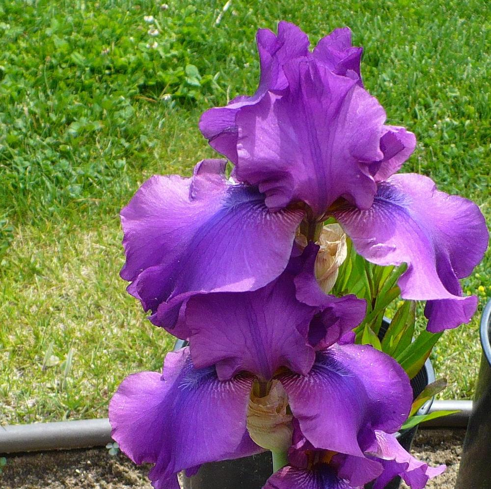 Photo of Tall Bearded Iris (Iris 'Sultry Mood') uploaded by HemNorth