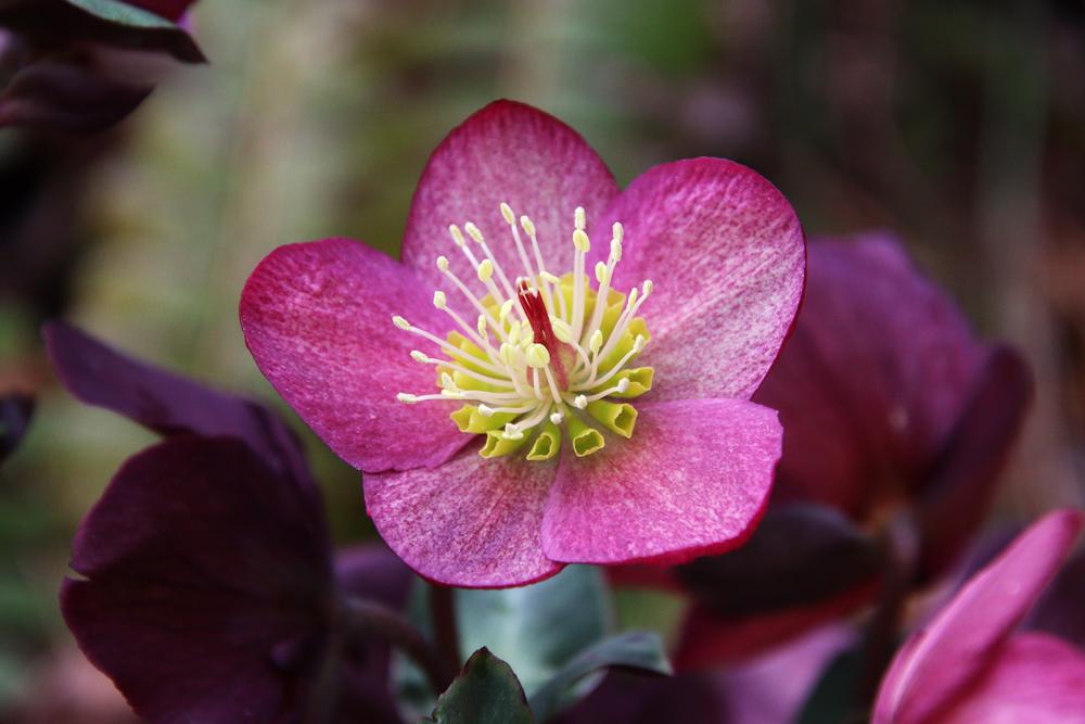 Photo of Hellebore (Helleborus Gold Collection® Ice N' Roses Red) uploaded by LoriMT