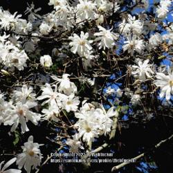 Location: Sandhills Horticultural Gardens Pinehurst, NC
Date: February 14, 2023
Waterlily magnolia star # 151 nn; LHB p. 415, 74-1-1, "Named for 