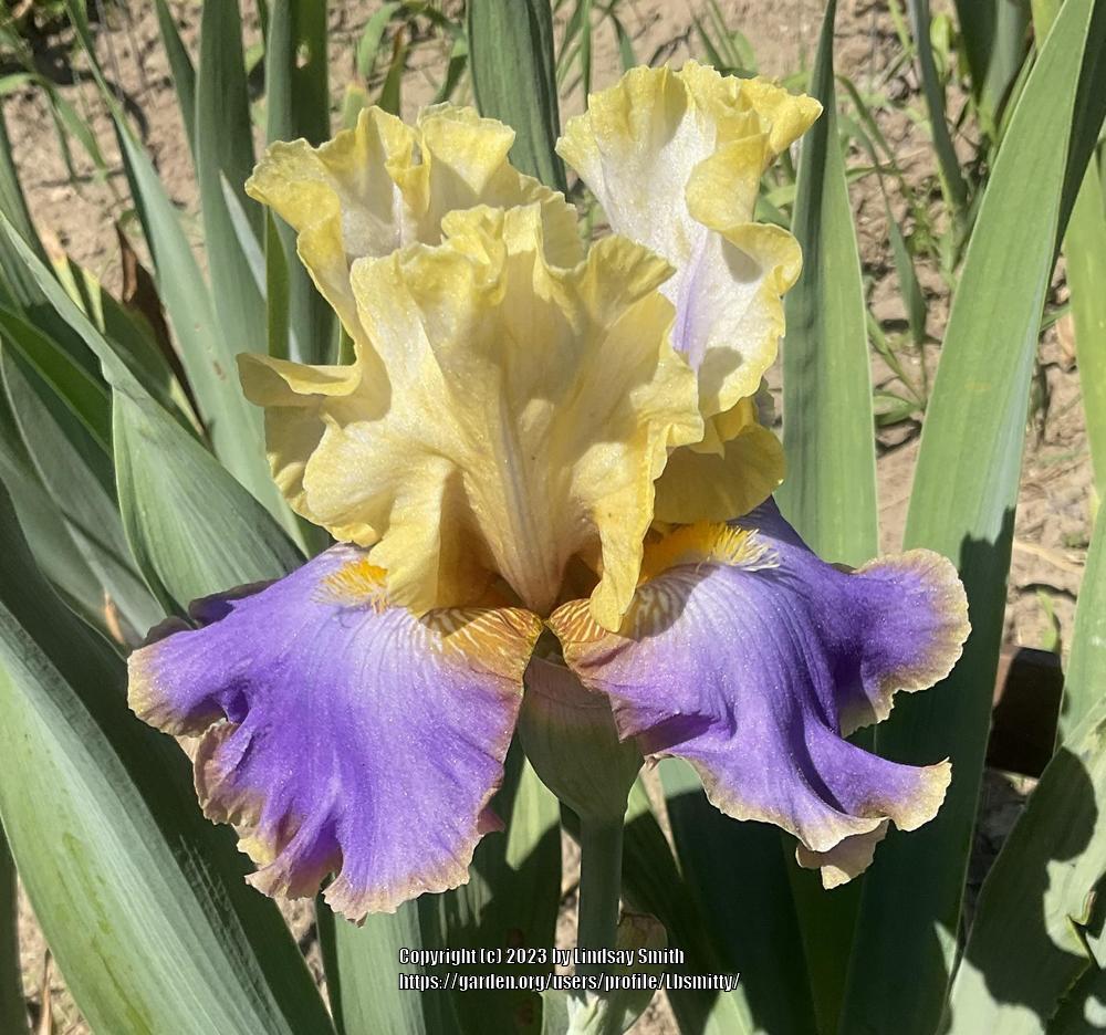 Photo of Tall Bearded Iris (Iris 'Waves of Joy') uploaded by Lbsmitty