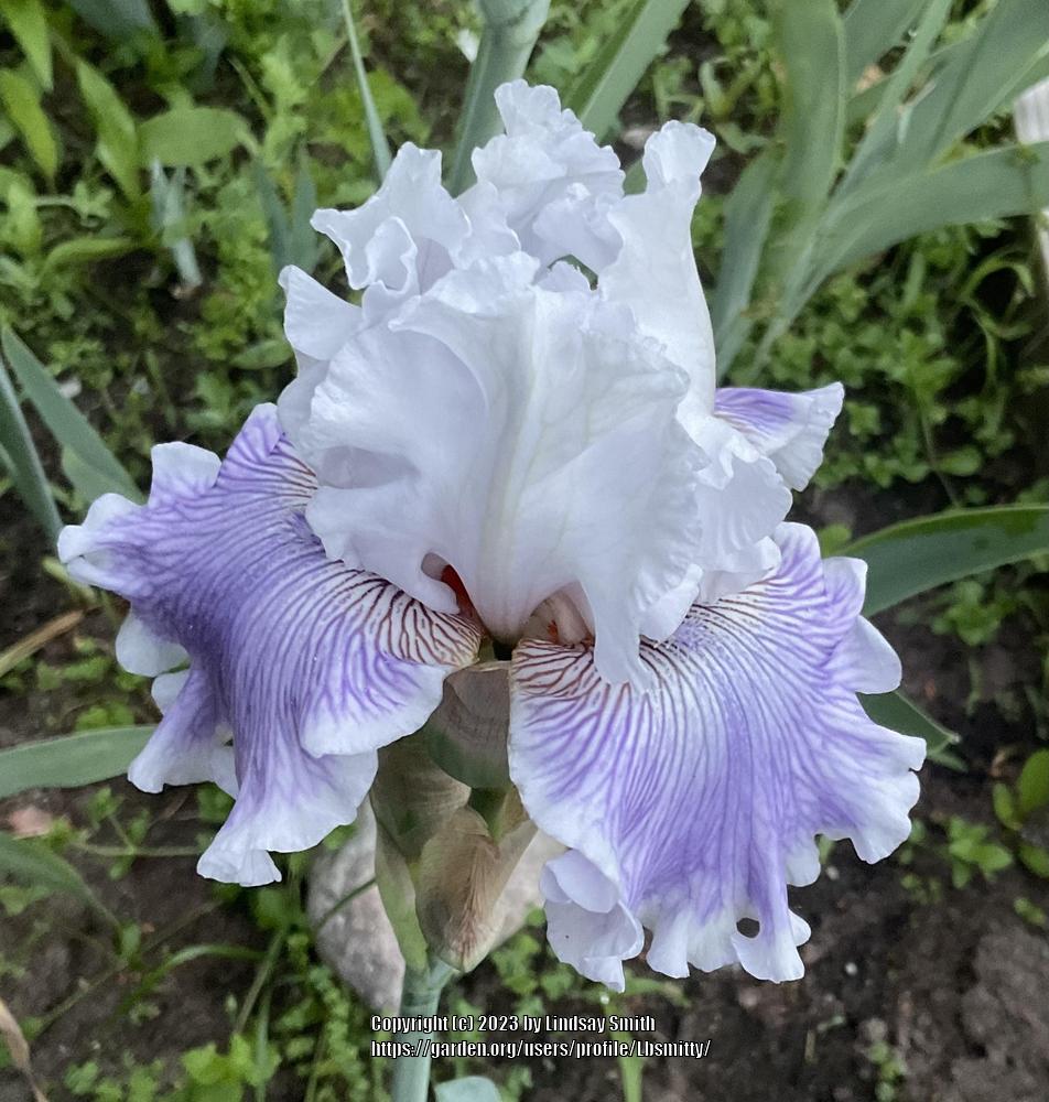 Photo of Tall Bearded Iris (Iris 'Gallic Softness') uploaded by Lbsmitty